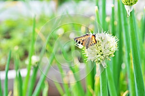 Onion flower. Onions growing in a field on a farm