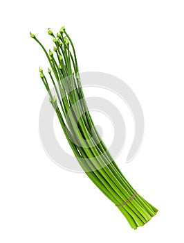 Onion flower stem on white background