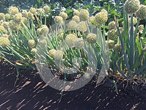 Onion flower in vegetable field at sunrise