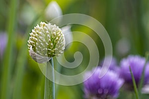 Onion flowers in bloom in summer. Nature