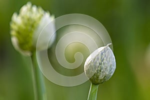 Onion flowers in bloom in summer. Nature