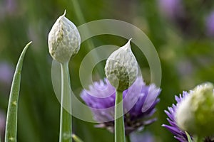 Onion flowers in bloom in summer. Nature