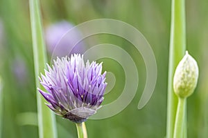 Onion flowers in bloom in summer. Nature