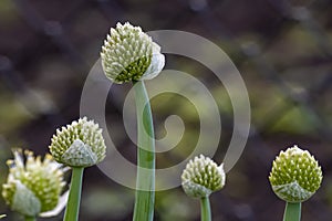 Onion flowers in bloom in summer. Nature