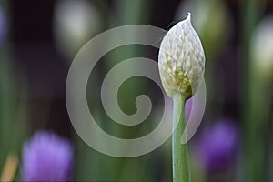 Onion flowers in bloom in summer. Nature