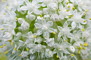 Onion flowers close up