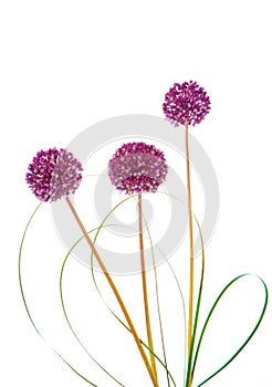 Onion flowers isolated on white