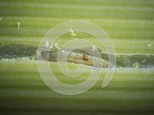 Onion fly larvae feeding on leeks