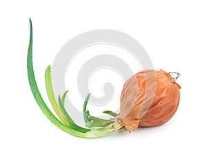Onion with fresh green sprout
