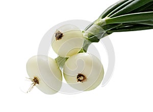 Onion. Fresh raw peeled onions isolated on white background. Bulbs of onion