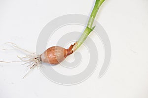 Onion fresh roots leaves isolated