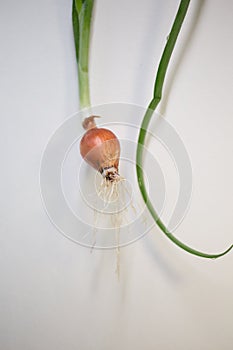 Onion fresh roots leaves isolated