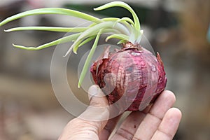 Onion with fresh sprouts held in the hand on natural background