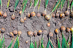 Onion. The freshly harvested onion crop is drying on the ground