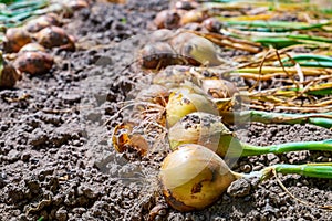 Onion. The freshly harvested onion crop is drying on the ground