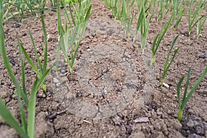 Onion garden field seed panted growing close up