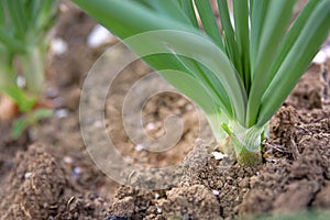 Onion garden field seed panted growing macro