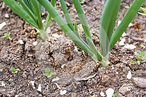 Onion garden field seed panted growing macro close up