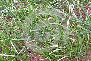 Onion garden field seed panted growing up