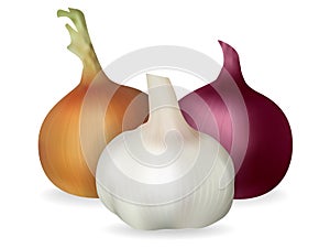 Onion, garlic. Isolated image. Realistic style.