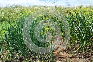 Onion and garlic plants are growing in the bed in the farmers field in spring summer time, green onions and garlic sticking out