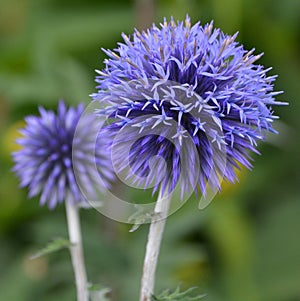 The onion genus Allium