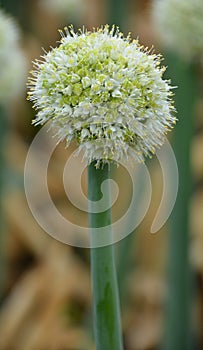 The onion genus Allium