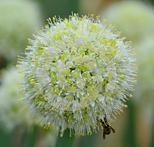 The onion genus Allium