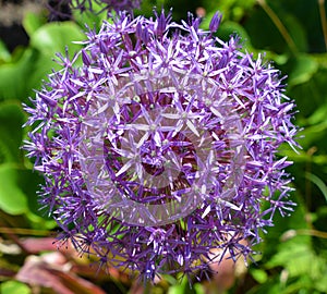 The onion genus Allium comprises monocotyledonous flowering plants