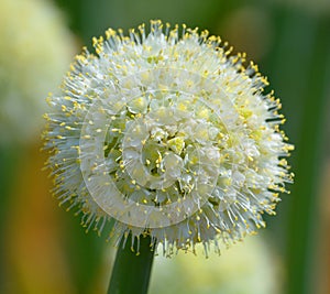 The onion genus Allium comprises monocotyledonous flowering plants