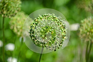 The onion genus Allium comprises monocotyledonous flowering plants