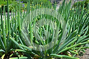 The onion genus Allium comprises monocotyledonous flowering plants