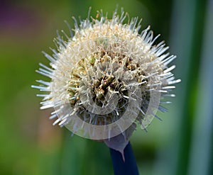 The onion genus Allium comprises monocotyledonous flowering plants