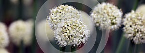 The onion genus Allium comprises monocotyledonous flowering plants