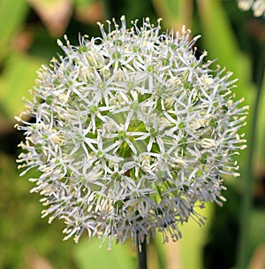 The onion genus Allium comprises monocotyledonous flowering plants