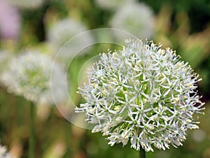 The onion genus Allium comprises monocotyledonous flowering plants