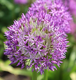 The onion genus Allium comprises monocotyledonous flowering plants