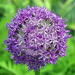 The onion genus Allium comprises monocotyledonous flowering plants