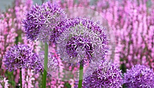 The onion genus Allium comprises monocotyledonous flowering plants