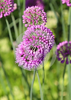 The onion genus Allium comprises monocotyledonous flowering plants