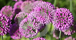 The onion genus Allium comprises monocotyledonous flowering plants