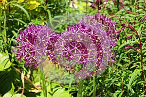 The onion genus Allium comprises monocotyledonous flowering plants