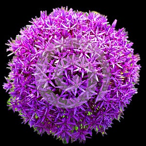 The onion genus Allium comprises monocotyledonous flowering plants