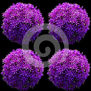 The onion genus Allium comprises monocotyledonous flowering plants