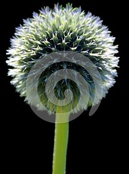 The onion genus Allium comprises monocotyledonous flowering plants