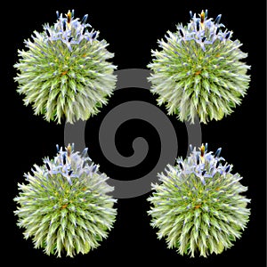 The onion genus Allium comprises monocotyledonous flowering plants