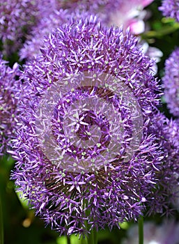 The onion genus Allium comprises monocotyledonous flowering plants photo