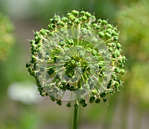 The onion genus Allium comprises monocotyledonous flowering plants photo