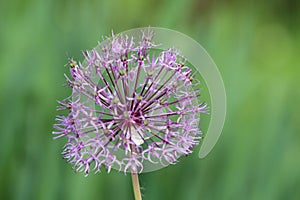 Onion is a genus of biennial and perennial herbaceous plants