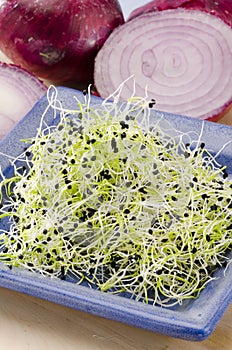 Onion germ sprouts